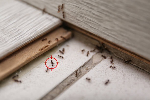 Pest Prevention Services in Montgomery, AL
