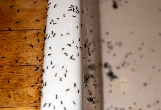 Best Exterminator Services  in Montgomery, AL