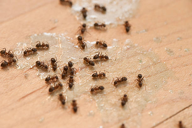 Best Commercial Pest Control Services  in Montgomery, AL