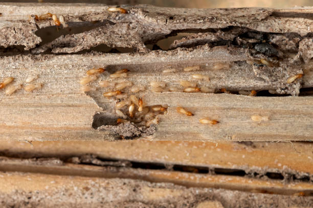 Montgomery, AL Pest Control Pros